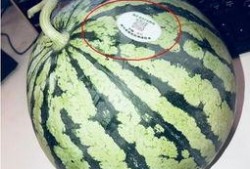 青岛吃瓜网红,青岛网红吃瓜达人带你探秘岛城美食圈